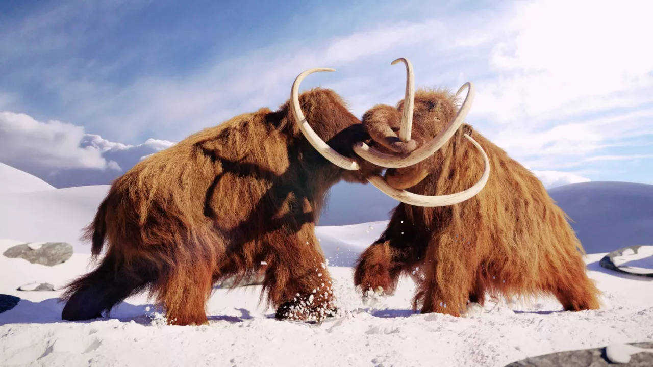 Woolly mammoths have been extinct for generations. (Image credit: Dottedhippo via Getty Images)