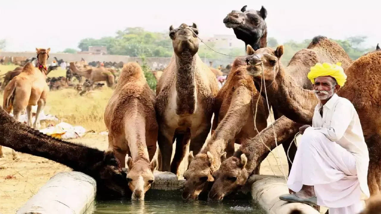 pushkar fair pti