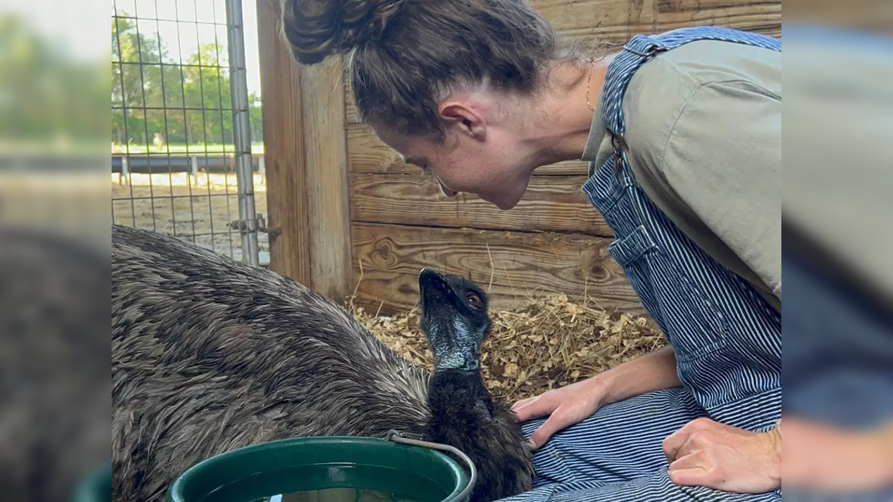 Emmanuel the emu, who became a viral sensation earlier this year, has fallen sick after a bird flu outbreak at Knuckle Bump Farms | Picture courtesy of Taylor Blake