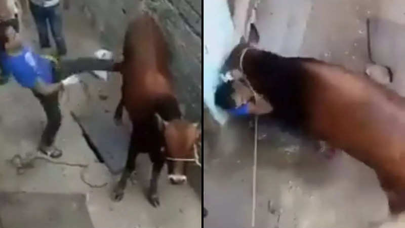 Man trampled by cow after kicking it | Screenshot from video by Twitter/@gharkekalesh
