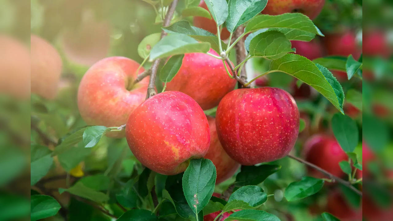 Apples: Know how the fruit has an effect on the immune system | Health  News, Times Now