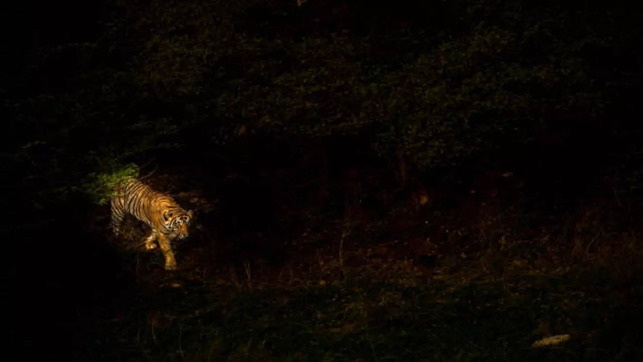 istockphoto-tiger night