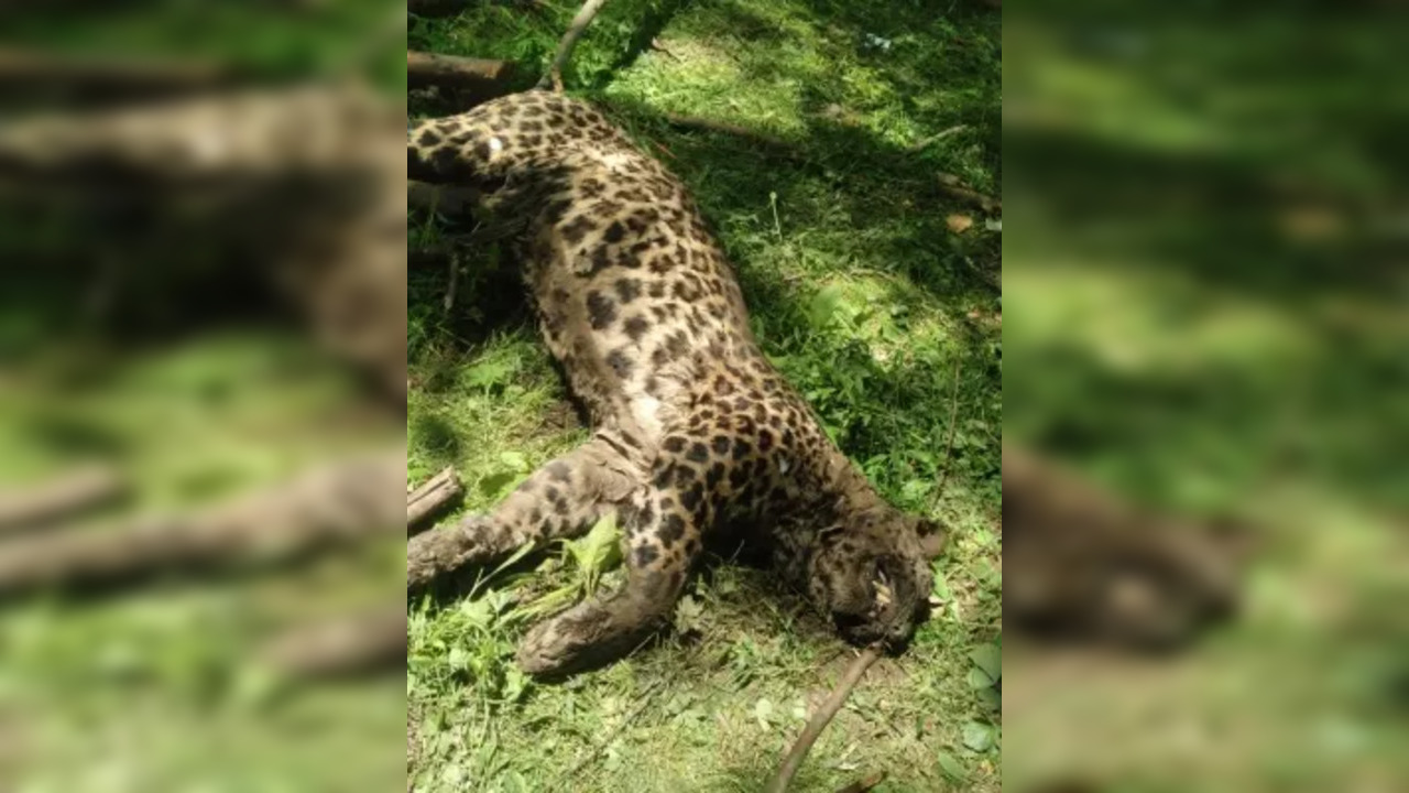 leopard killed