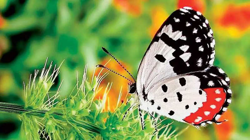 butterfly delhi