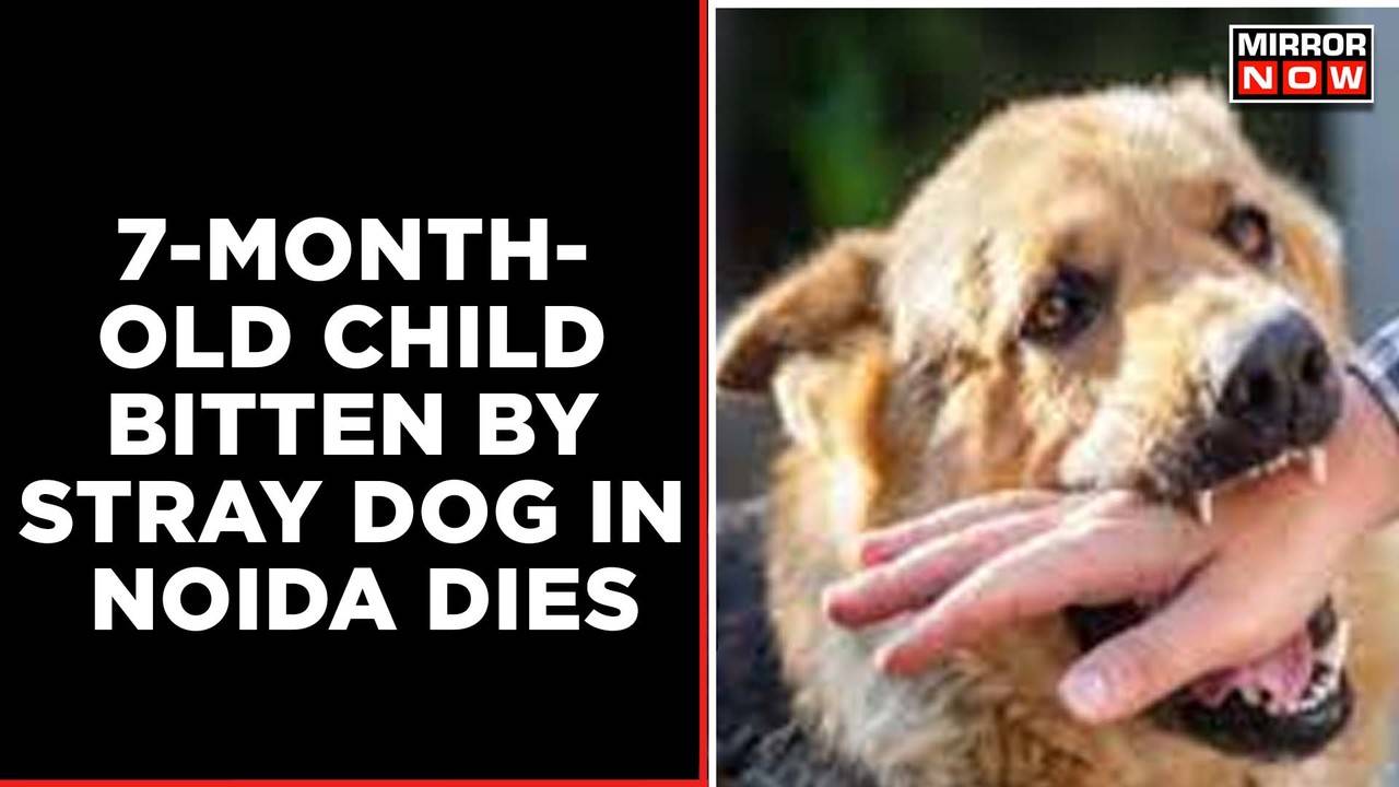 Noida Dog Attack |7-Month-Old Child Mauled To Death By Stary Dog ...