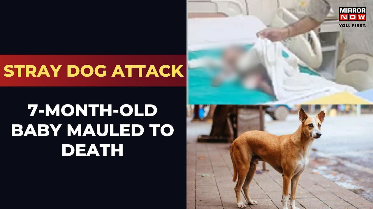 Noida | 7-Month-Old Baby Dies After Attack By Stray Dog | Noida High ...