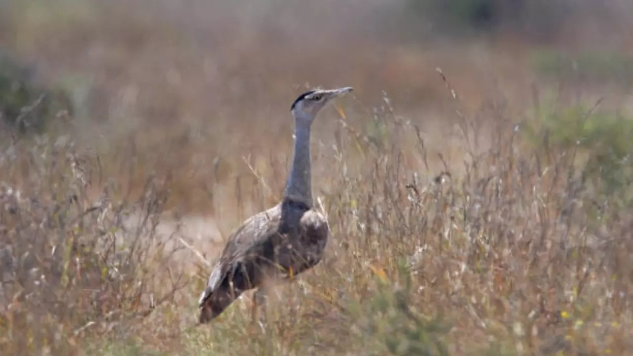 Great Indian Bustard