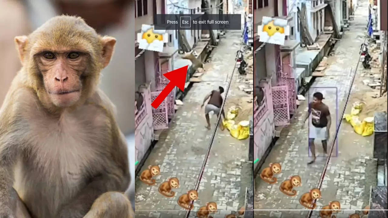 monkey viral video