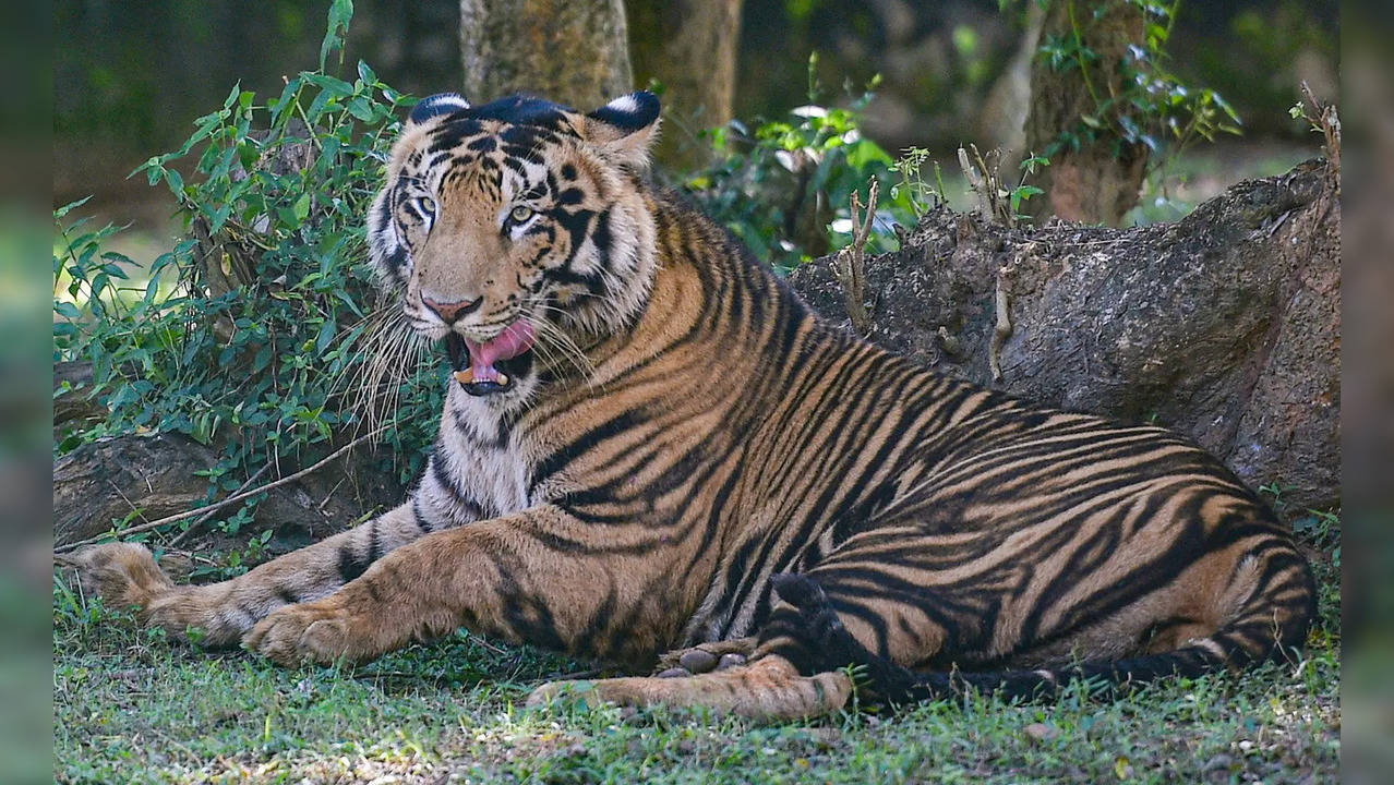 Bhubaneswar: A tiger rests inside an enclosure at Nandankanan Zoological Park in...