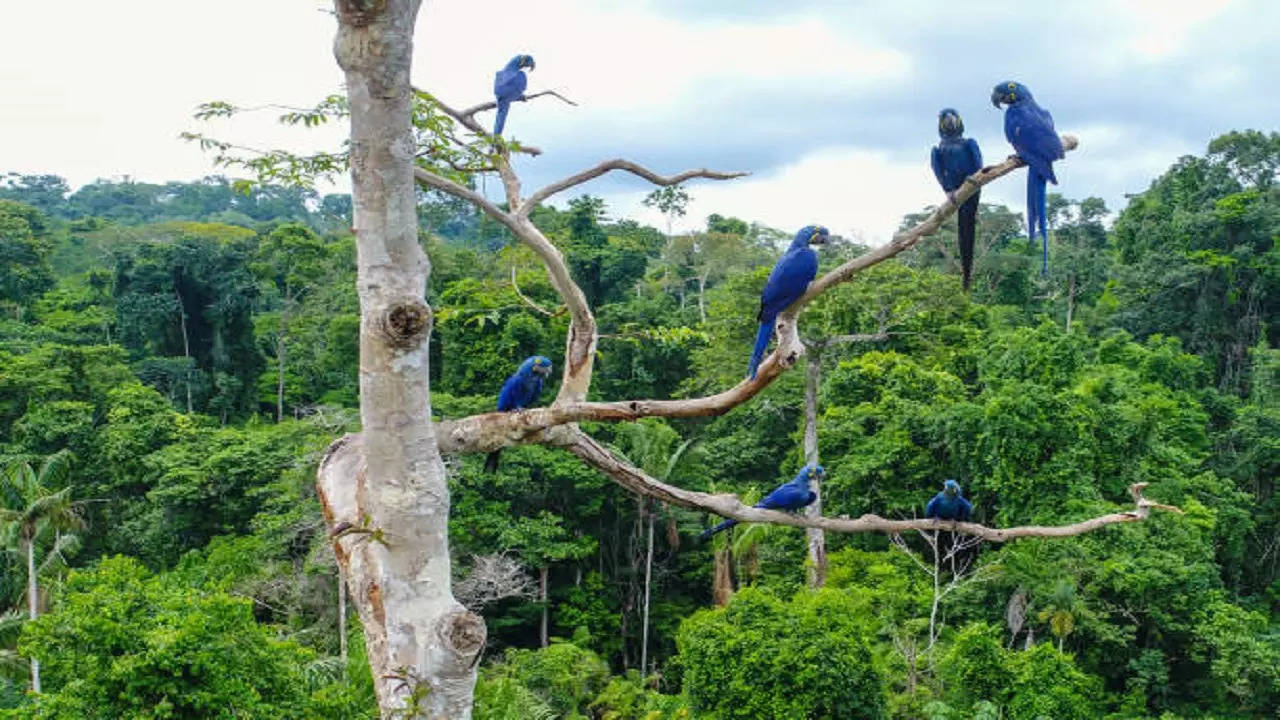 jamtara birds