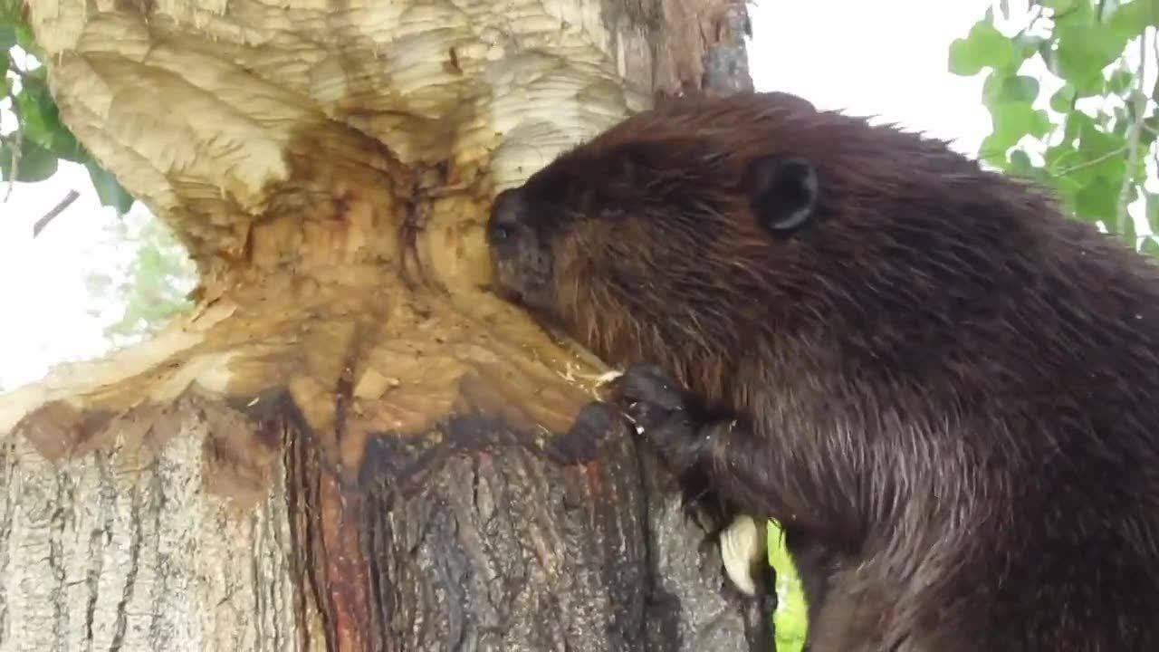 Viral video shows beaver chewing on a tree to bring it down