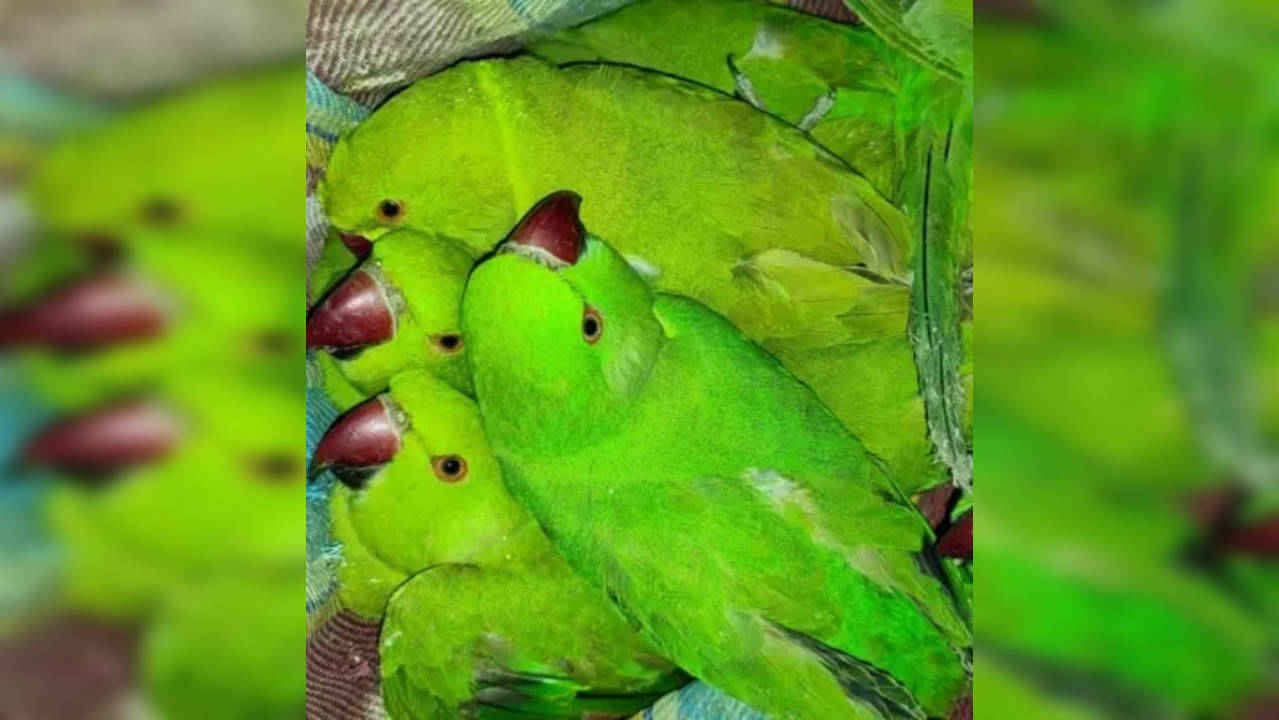 Parakeets