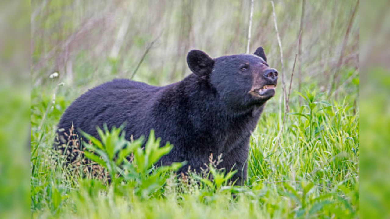 Black bear attack