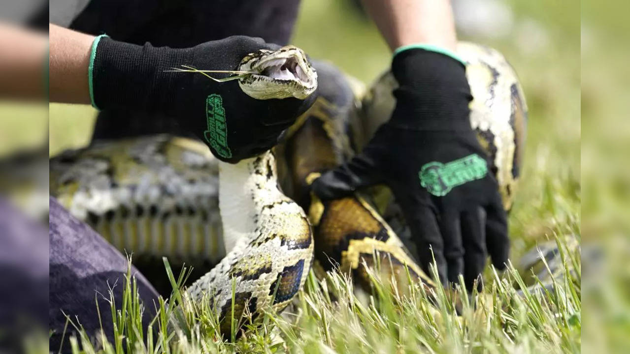 4 Pythons Wrapped Around His Body, 171 lb Powerlifter Leaves his