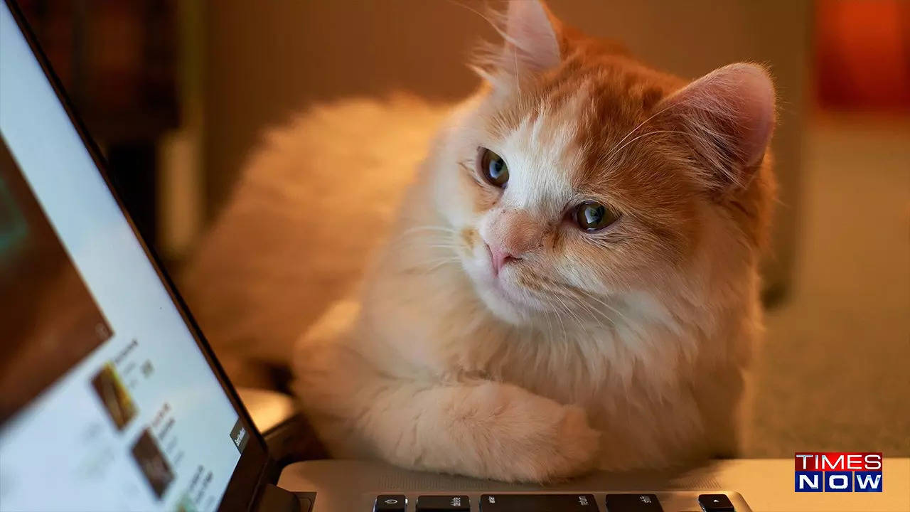 Cats React to 'Baby Talk' From Their Owners, but Not Strangers