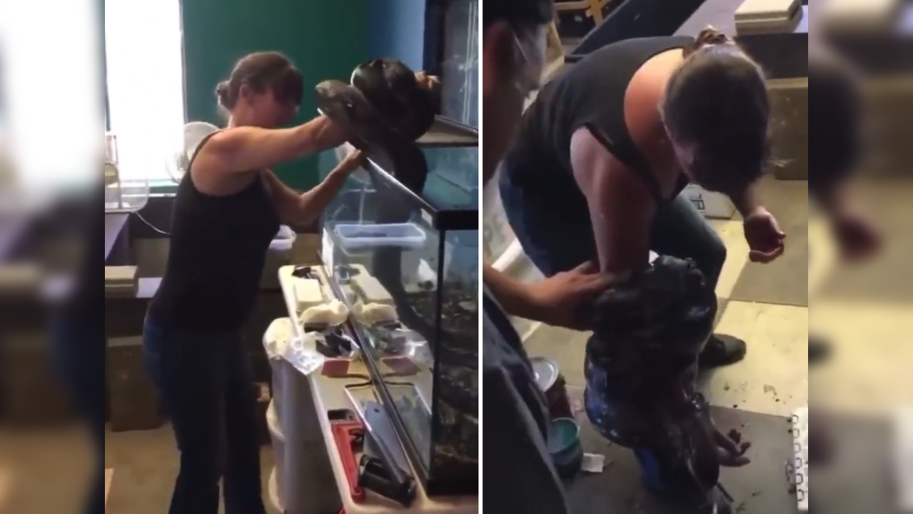 Handler struggles to free her arm from a massive constricting python ...