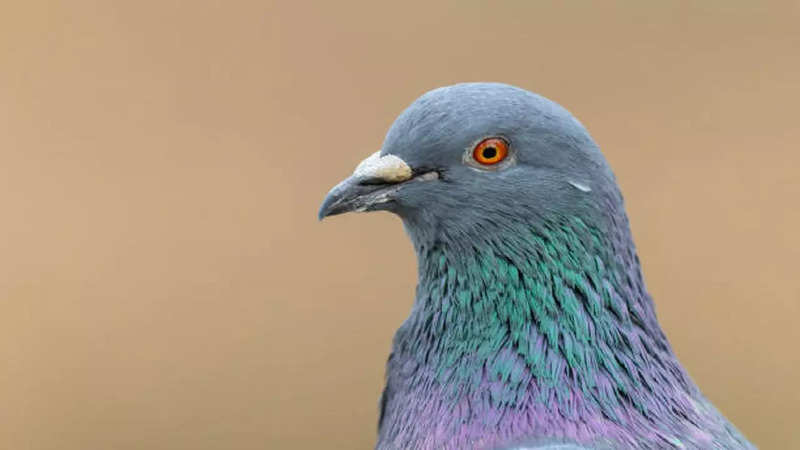 istockphoto-pigeons