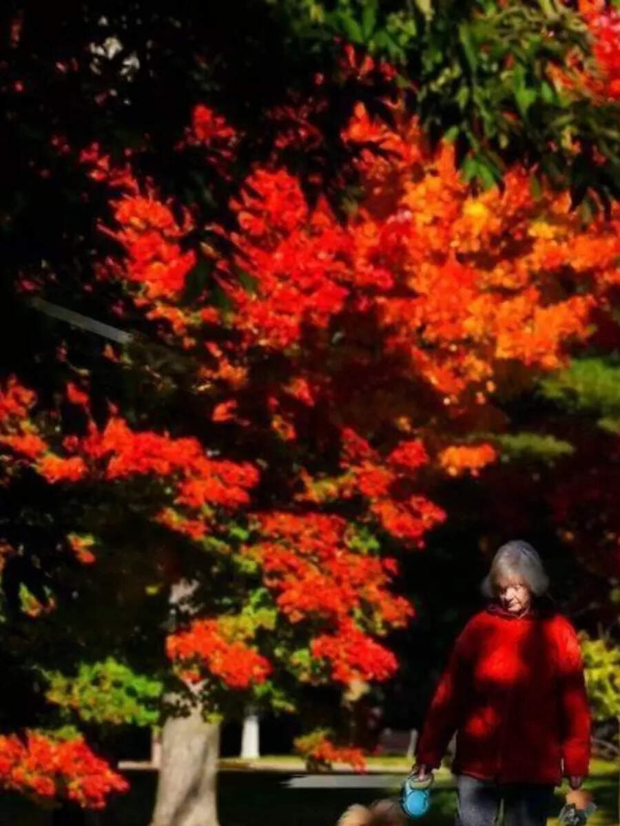 It's autumn in Canada! These fall colours are too charming to be real