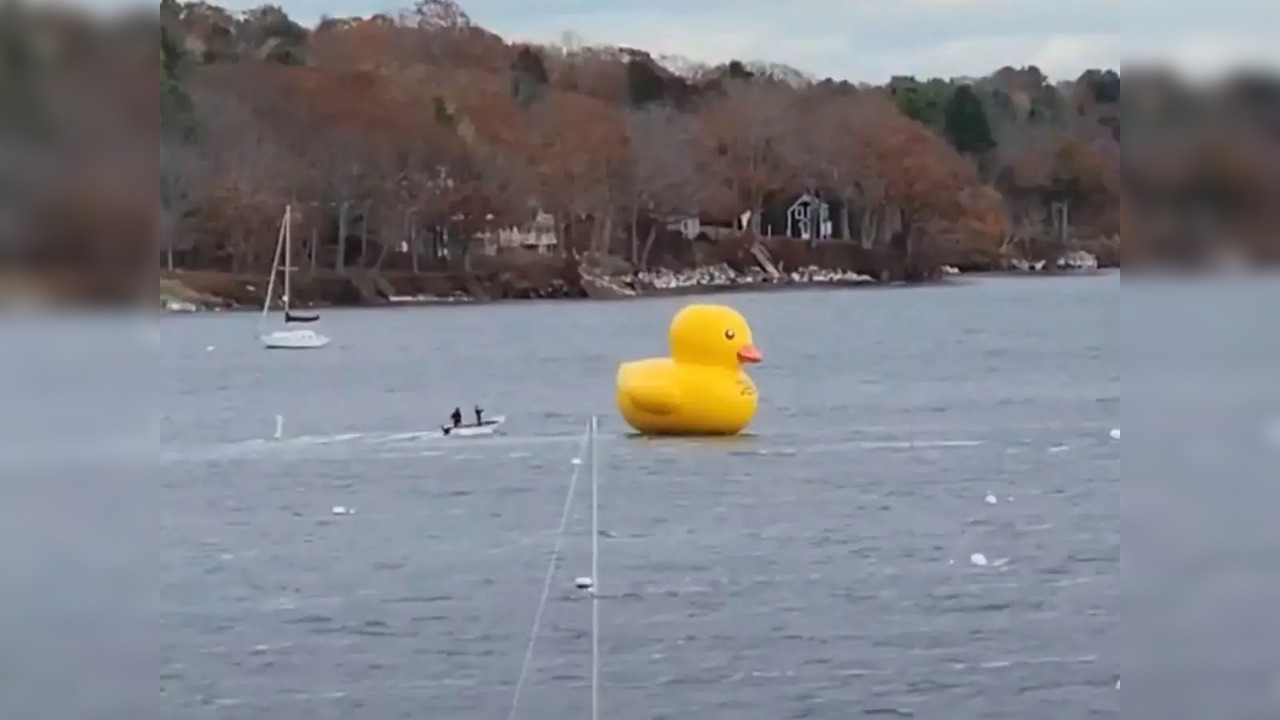 Giant duck named 'Greater Joy' floats away in Belfast Harbor, Maine | Screengrab from video by Laurence Boyett