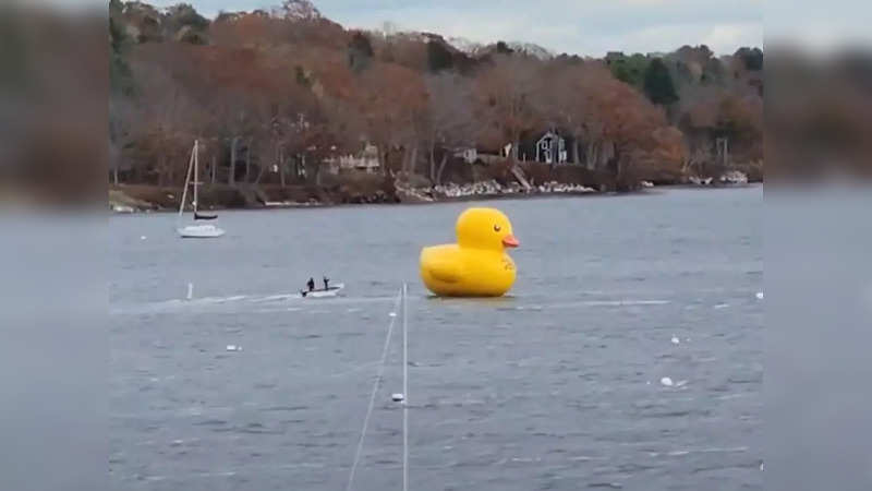 Giant duck named 'Greater Joy' floats away in Belfast Harbor, Maine | Screengrab from video by Laurence Boyett