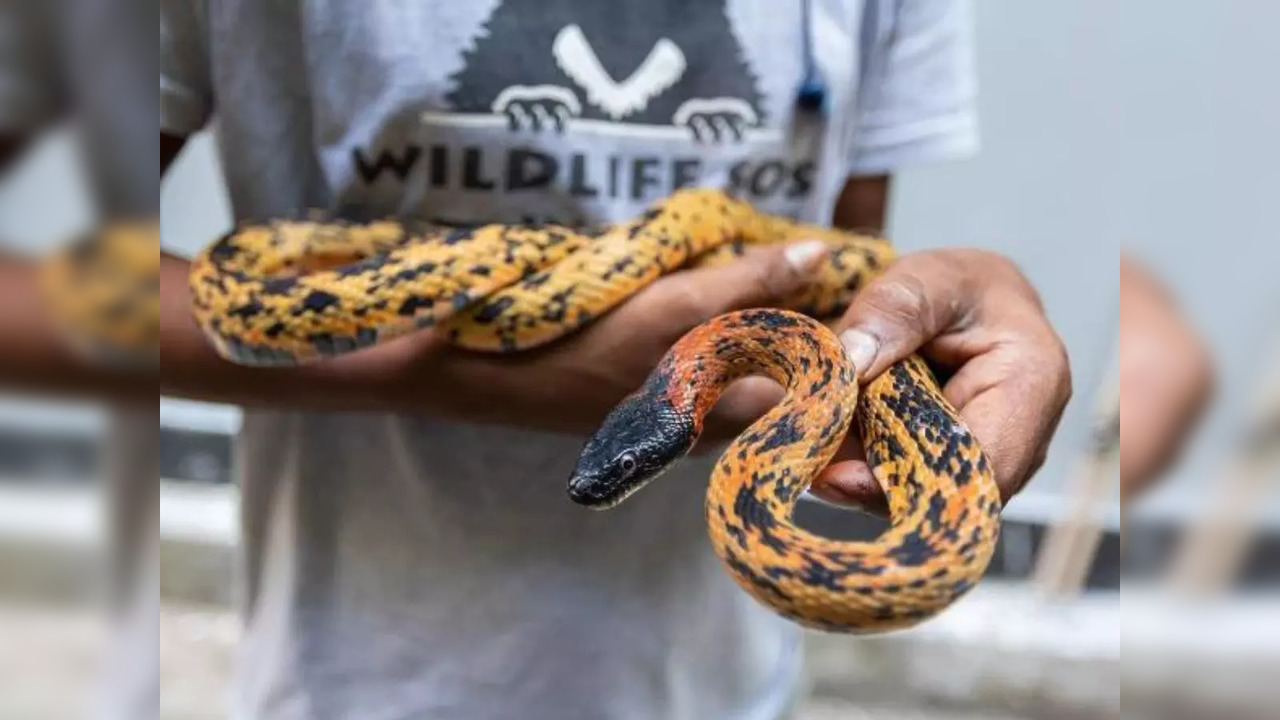 A five-feet-long Black-headed Royal Snake was rescued from a grocery store at the Central Secretariat Building in Delhi | Picture courtesy: Wildlife SOS