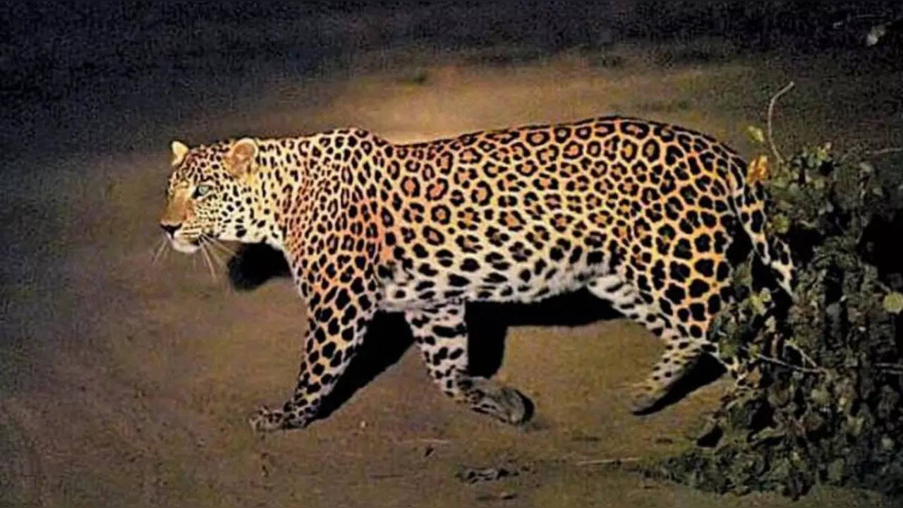 Leopard