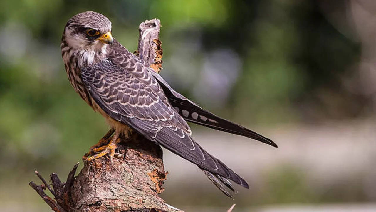 istockphoto-amur falcon