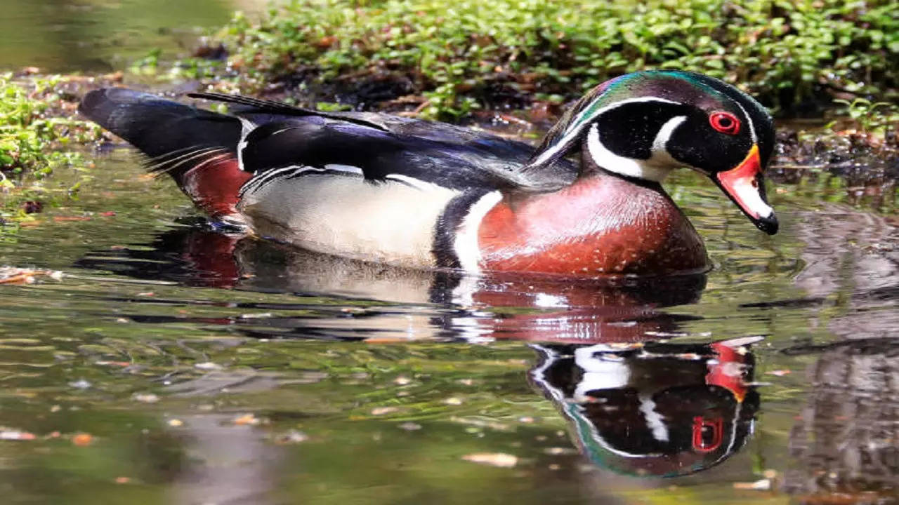 assam state bird