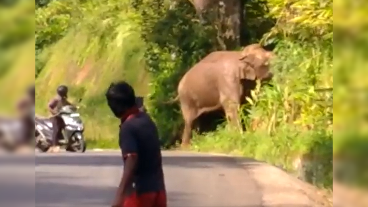 ​Elephant struggles to move past onlookers in Kerala.