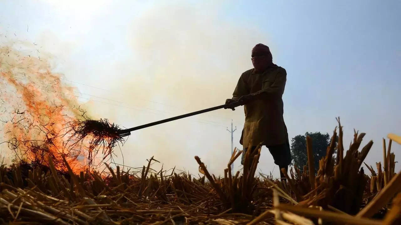 Punjab Stubble Burning: Record for most stubble burned this season broken  in one day, Government bans show no impact | In Focus News, Times Now