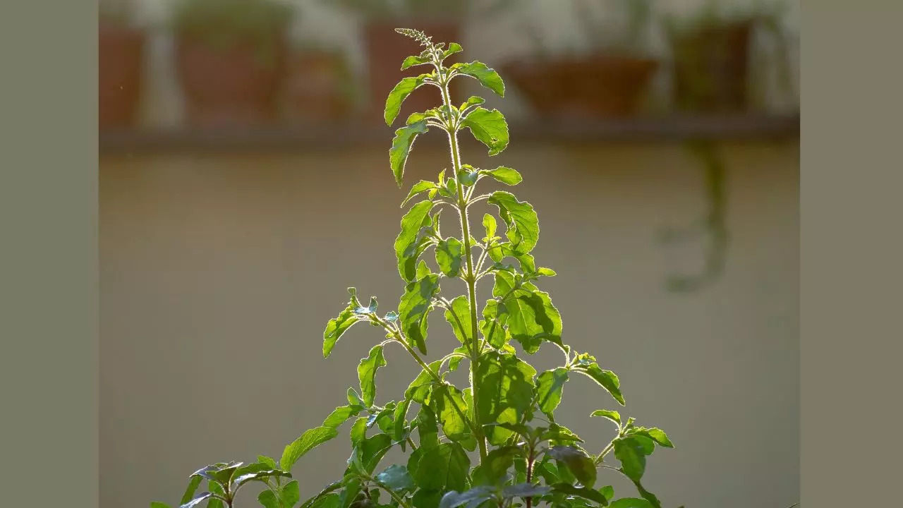 Tulsi Vivah 2022 date and significance