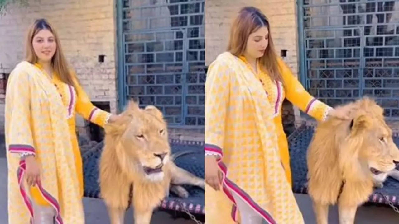 Woman pets chained lion