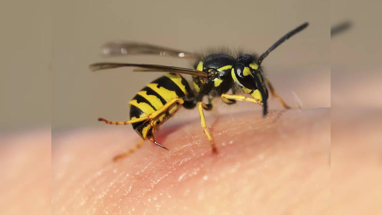 Swarming honey bees can produce as much electric charge as thunderstorms, study finds.