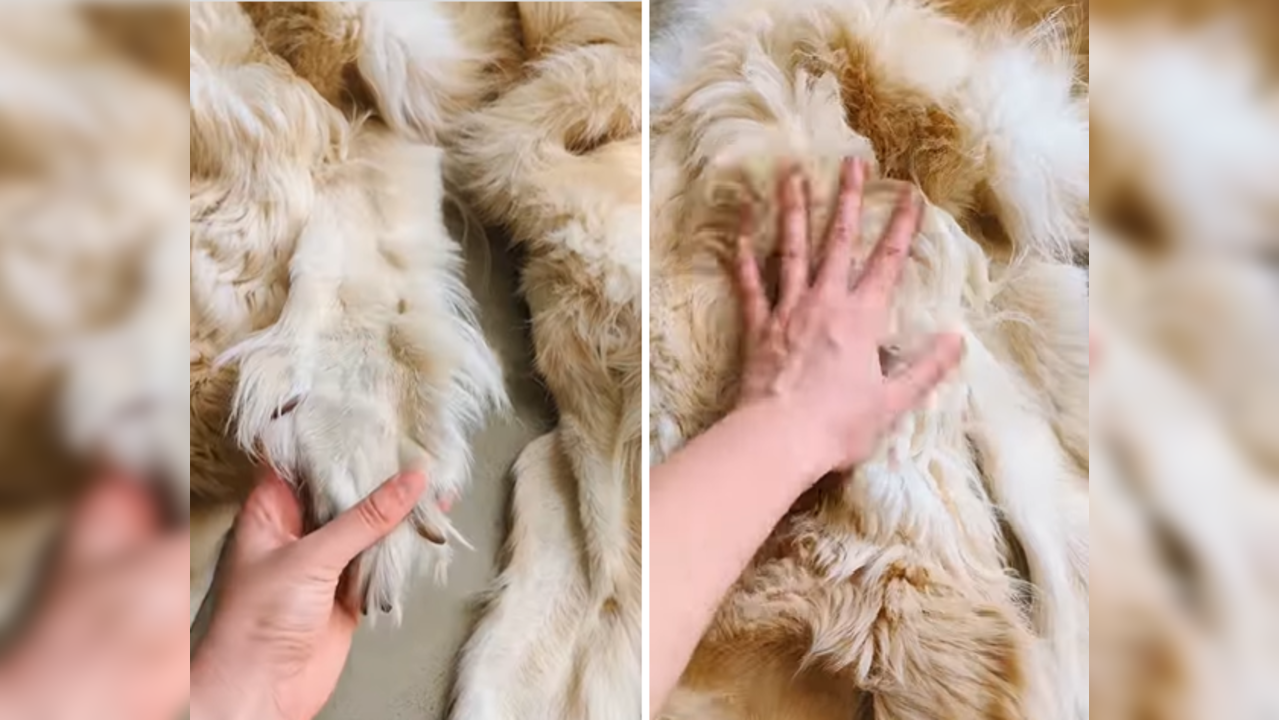 Family turns beloved dead golden retriever into rug