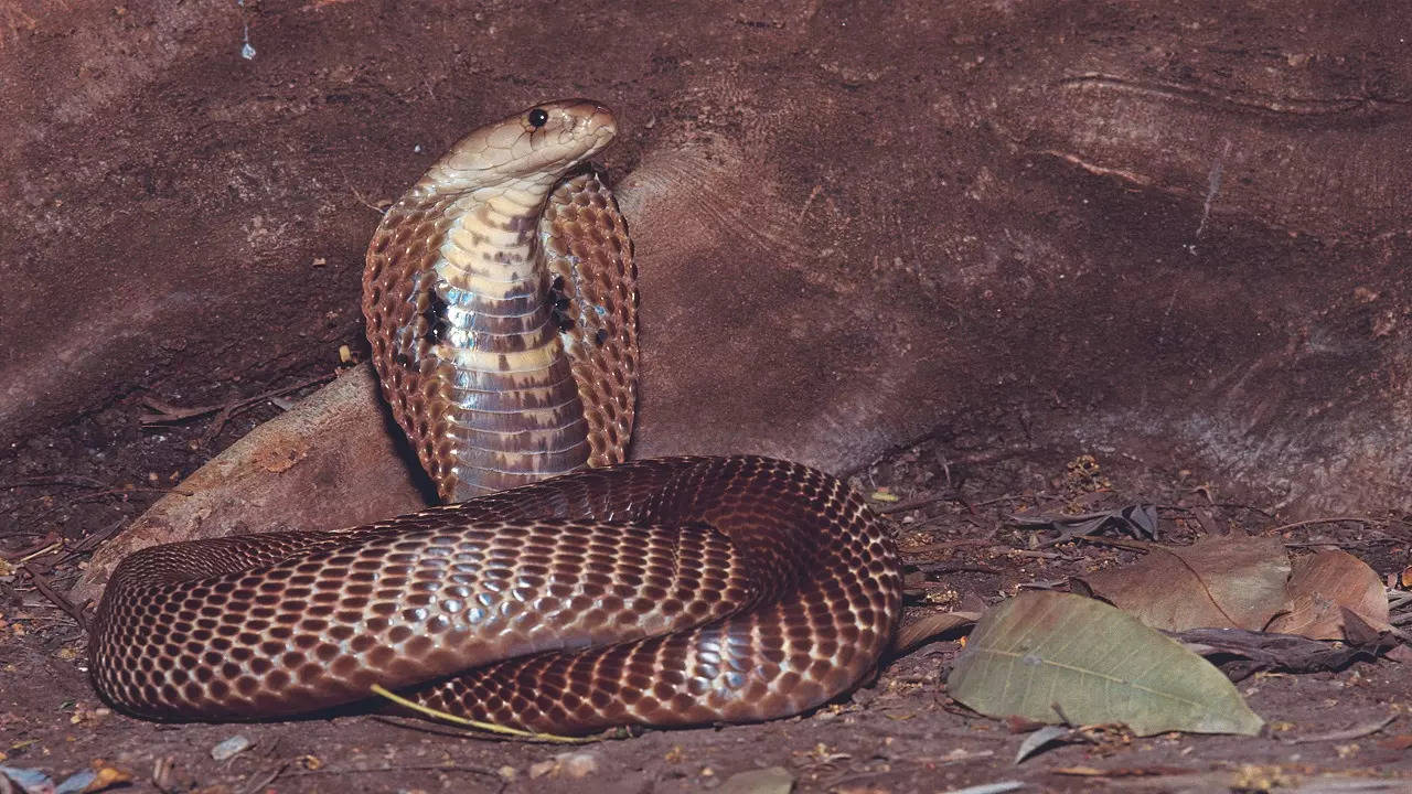 Poisonous Cobra Dies After Being Bitten by 8-Year-Old Boy