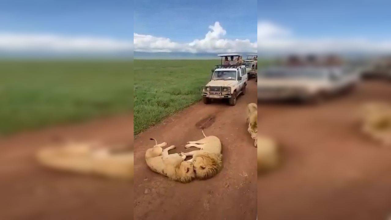 Viral video: Lions snuggle in the middle of the road in Tanzania ...