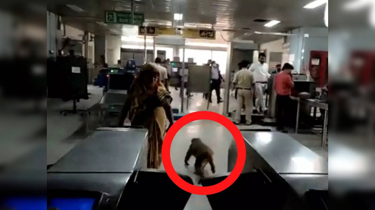 Monkey spotted wandering at Nawada station on the Blue Line of Delhi Metro