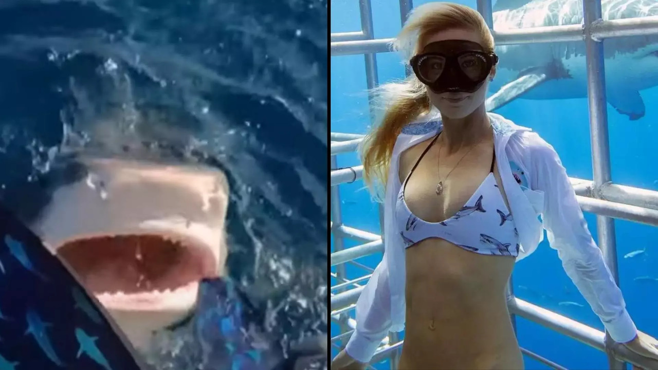 A marine biologist almost jumped into the mouth of a Tiger Shark | Picture courtesy: Instagram/Ocean Ramsey