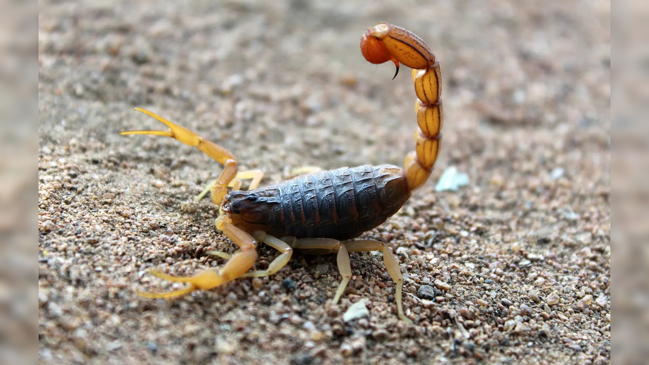 scorpion