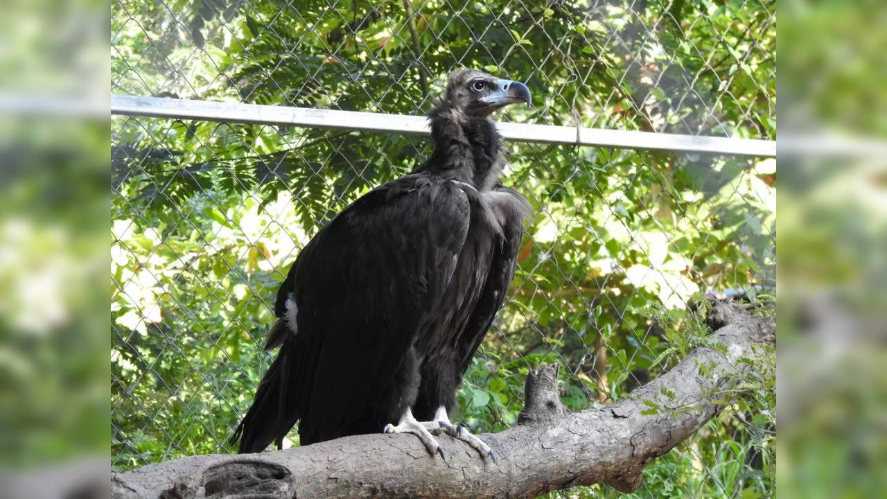 A cinereous vulture, stranded in Kanyakumari district during 2017's Cyclone Ockhi, has been airlifted from Tamil Nadu to Rajasthan five years after dramatic rescue | Picture courtesy: Supriya Sahu