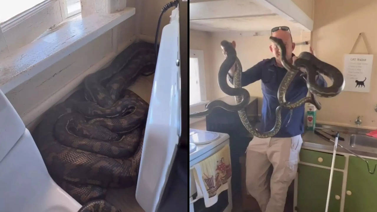 Two carpet pythons found mating behind her Australian woman's microwave | Screengrab from Facebook video