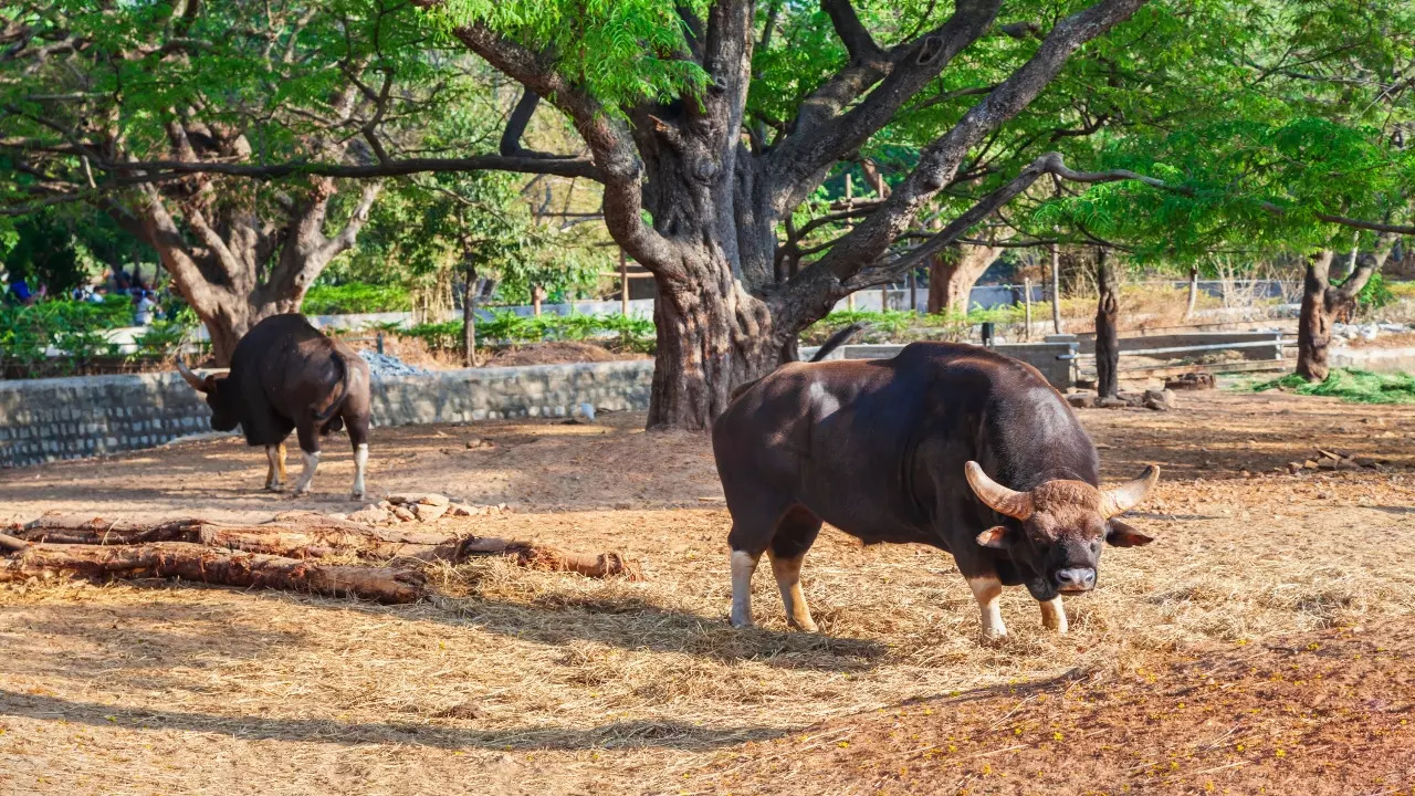 Representative image of zoo