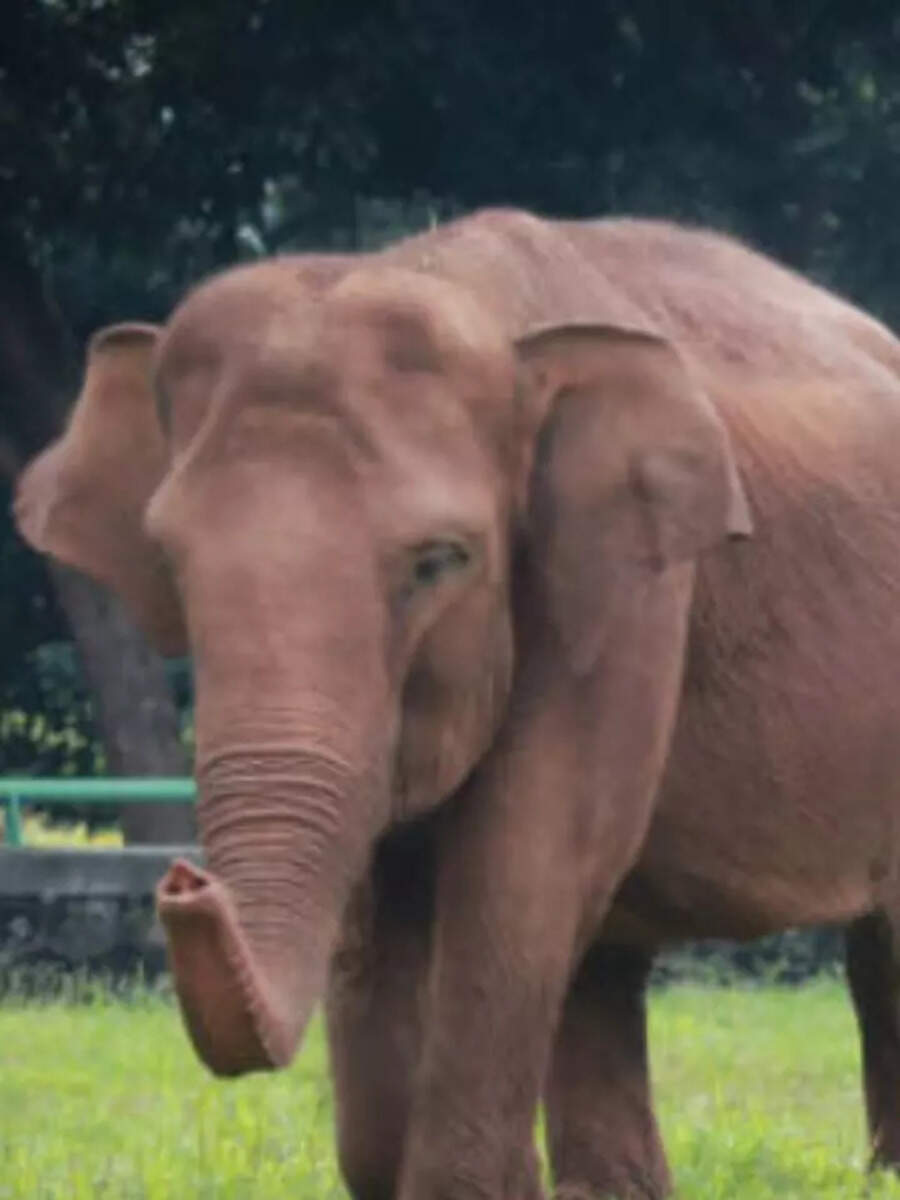 Animals that could go extinct by 2050 Times Now