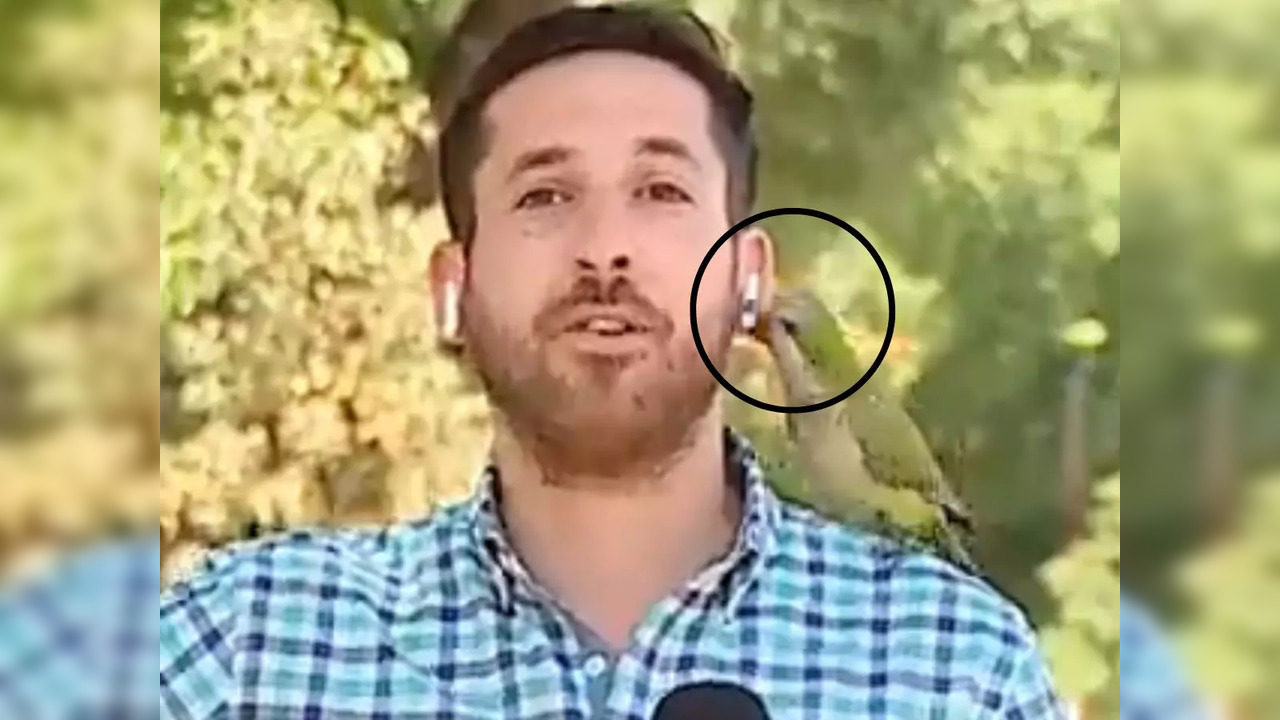 Parrot steals Chilean TV reporter's earphone on live TV as he speaks about rise in robberies | Screengrab from video