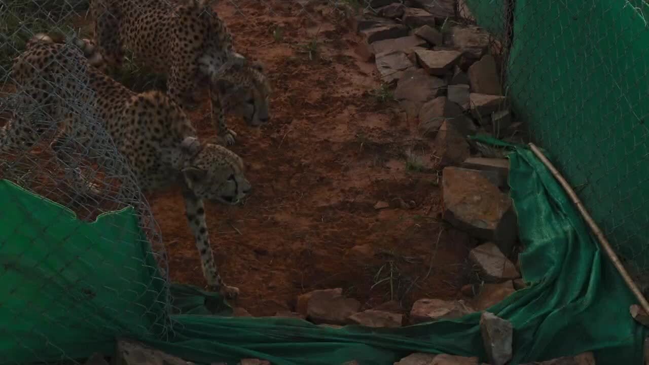 MP: Footage shows cheetahs exploring Kuno National Park after release ...