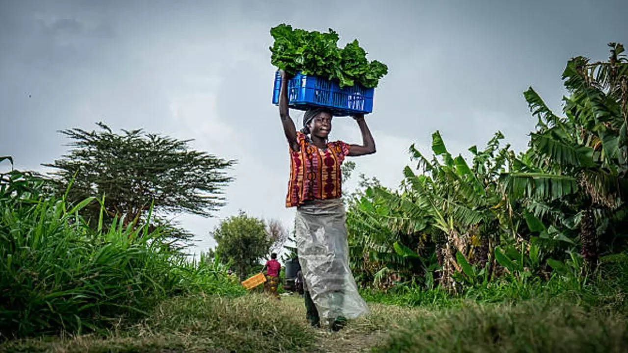 istockphoto-food security