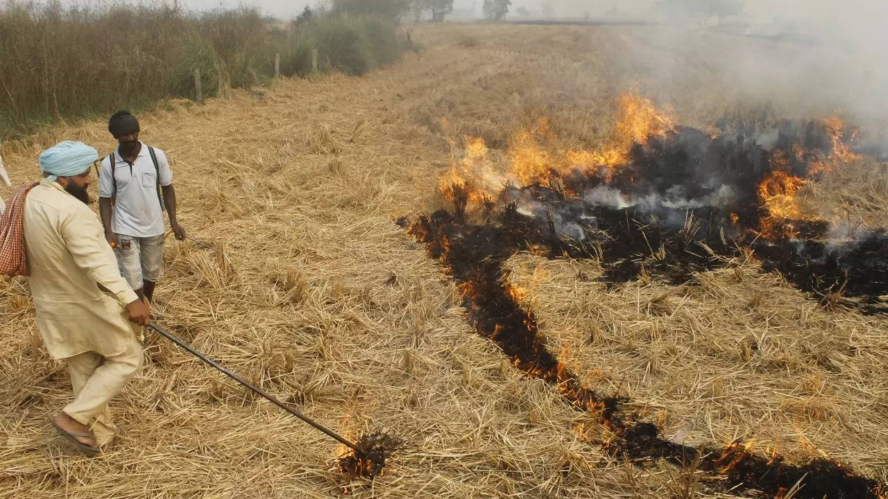 A farmer burns paddy stubble at a farm near Patiala on Friday