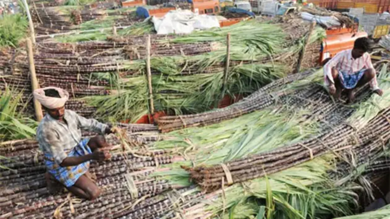 Sugarcane farmers