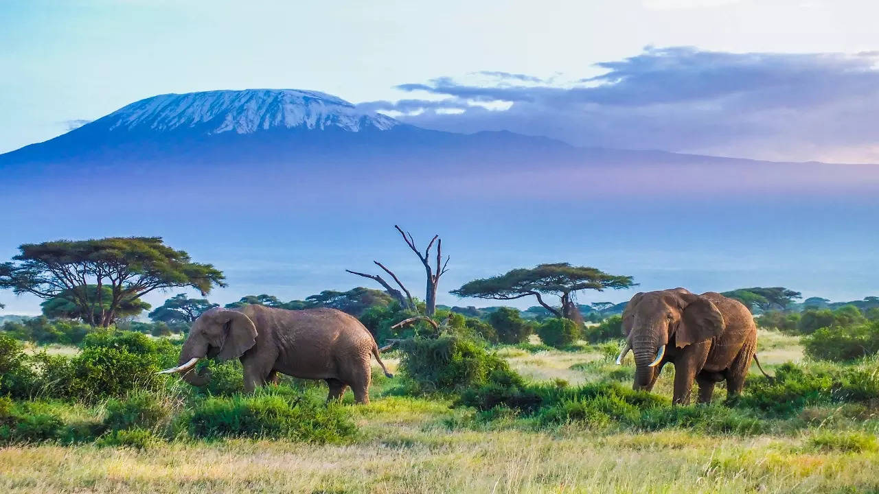 Kenya: Kenya: Hundreds of elephants, wildebeests and zebras dead amid ...