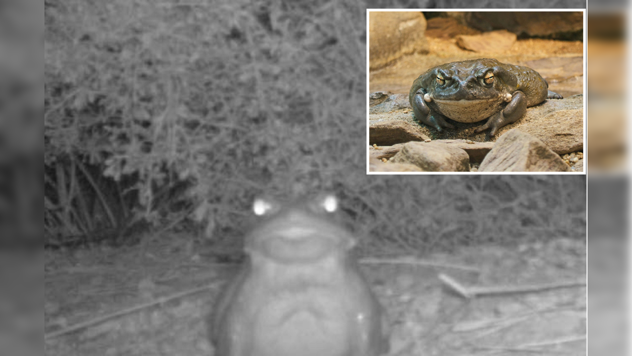 The Sonoran Desert toad